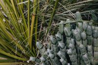 Kaboompics - Close-Up of Columnar Cacti and Long Spiky Yucca Leaves, Greenhouse Succulent Garden Texture for Plant and Nature Design