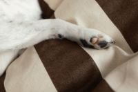 Kaboompics - Small Dog Paw Resting on Brown and Cream Bedding