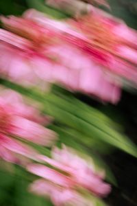 Kaboompics - Pink Flowers with Green Leaves in Motion Blur