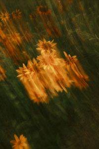 Kaboompics - Orange Floral Background