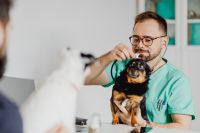 Kaboompics - Stethoscope Exam of a Small Dog at a Vet Clinic, Two-Pet Wellness Visit
