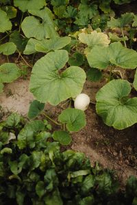 Kaboompics - Green Squash among Large Garden Leaves