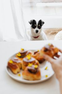 Kaboompics - Black and White Puppy Portrait on a Cream Bed, Cozy Pet Lifestyle Photo