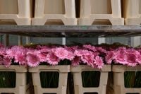 Kaboompics - Pink Gerbera Flowers in a Market Display Crate