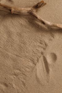 Kaboompics - Driftwood and Footprints in Textured Sand