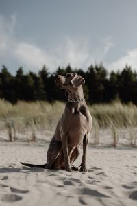 Kaboompics - Canine Couture - Paws and Style