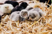Kaboompics - Yellow Baby Chicks Nestled on Striped Fabric
