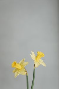 Kaboompics - Pair of Yellow Daffodil Flowers against a Soft Gray Backdrop