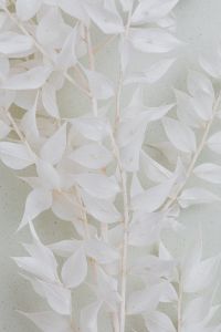 Kaboompics - White Bleached Leaf Branches on a Light Speckled Neutral Background