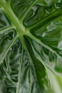 Kaboompics - Alocasia Leaf Detail in Soft Light