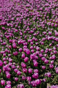 Kaboompics - Purple Tulips in a Vertical Botanical Garden Display