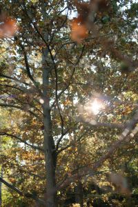 Kaboompics - Sunlight Shining Through an Autumn Tree Canopy
