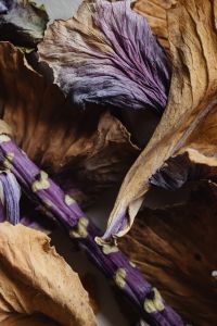 Kaboompics - Purple Dried Leaf and Stem Macro with Rich Botanical Texture