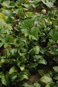 Kaboompics - Young Green Squash among Garden Leaves