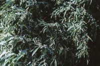 Kaboompics - Close-Up Silvery Tree Leaves in Coastal Nessebar Light