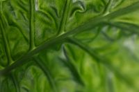 Kaboompics - Alocasia Leaf Macro Wallpaper