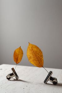 Kaboompics - Autumn Leaves Held by Metal Clips Above Pale Stone