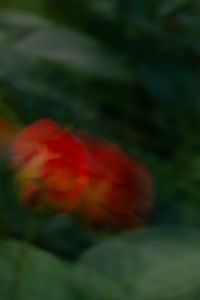 Kaboompics - Red Rose Bud Soft Focus Dark Green Background