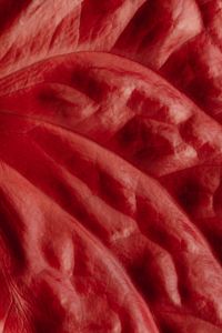 Kaboompics - Vertical Red Leaf Texture with Crisscrossing Folds and Fine Veins