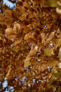 Kaboompics - Golden Autumn Leaves on Tree Branches Against Blue Sky