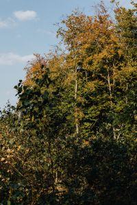 Kaboompics - Warm Orange Leaves Framed by Dark Woodland Shadows