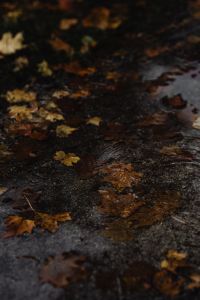Kaboompics - Wet Pavement Covered with Fallen Autumn Leaves