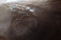 Kaboompics - Dark Iridescent Shell Nacre Texture with Curved Highlights