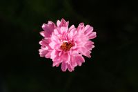 Kaboompics - Single Pink Flower on a Dark Background