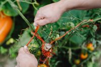 Kaboompics - Red Twine Knot Securing a Tomato Plant to Its Support