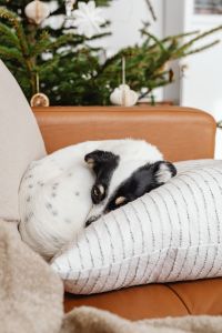 Kaboompics - Dog
