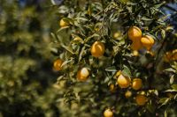 Kaboompics - Wide Lemon Tree Foliage in Botanical Garden Light
