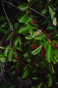 Kaboompics - Red Berries on a Leafy Coastal Shrub Branch, Dark Botanical Background