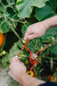 Kaboompics - Tying Tomato Vines to a Garden Stake with Red Twine