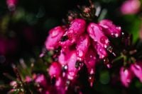 Kaboompics - Pink Heather Flower Cluster with Dark Foliage Copy Space, Horizontal Spring Background