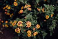 Kaboompics - Orange Garden Blooms with Textured Green Leaves