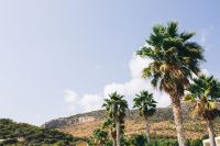 Kaboompics - Palm trees in Spain