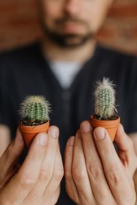 Kaboompics - Miniature cacti in clay pots