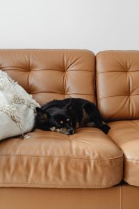 Kaboompics - Black and Tan Dog Sleeping between a Cream Pillow and Leather Sofa Cushions