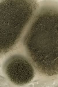 Kaboompics - Green Mold Culture with Pale Branching Channels