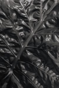 Kaboompics - Alocasia Leaf Macro Detail