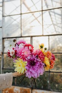 Kaboompics - Hand Holding Dahlia Bouquet In A Glass Greenhouse