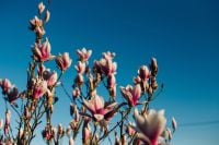Kaboompics - Pink Magnolia Blossoms on Bare Branches Against Deep Blue Spring Sky