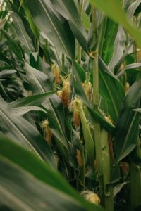 Kaboompics - Corn Plants In Summer Farm