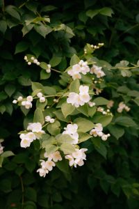 Kaboompics - White Mock Orange Flowers Growing on Garden Shrub