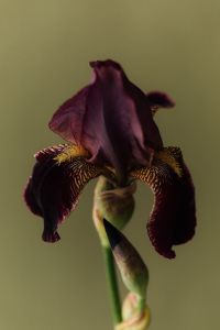 Kaboompics - Close Up of Purple Iris Flower with Yellow Center