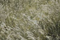 Kaboompics - Silver grass field