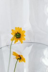 Kaboompics - Yellow Flower Back View and Reflection on a Round Mirror
