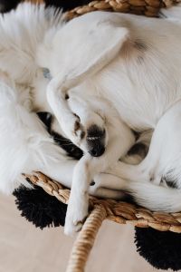 Kaboompics - White Dog Sleeping Curled in a Basket with Paw over Eyes