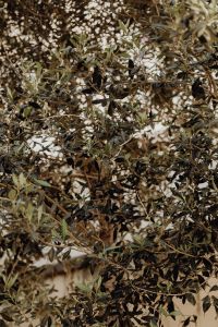 Kaboompics - Olive Tree Foliage with Soft Light and Natural Background