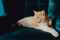 Kaboompics - Sleepy Ginger Cat Stretching Across a Dark Teal Armchair